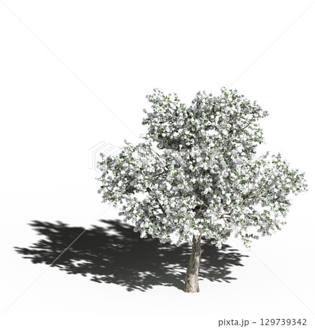 large tree with a shadow under it, isolated on a transparent background, 3D illustration, cg render 129739342