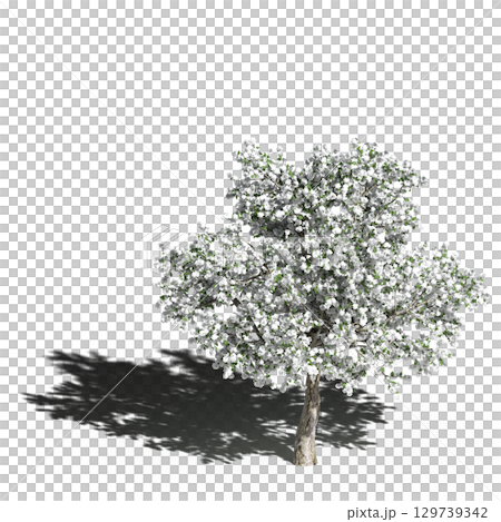 large tree with a shadow under it, isolated on a transparent background, 3D illustration, cg render 129739342