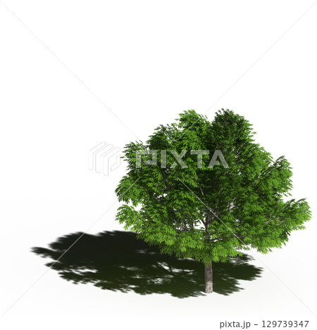 large tree with a shadow under it, isolated on a transparent background, 3D illustration, cg render 129739347