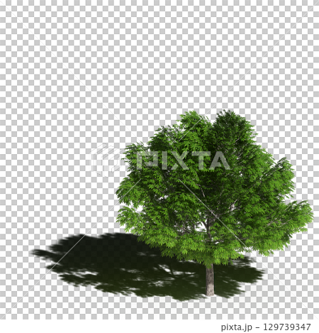 large tree with a shadow under it, isolated on a transparent background, 3D illustration, cg render 129739347