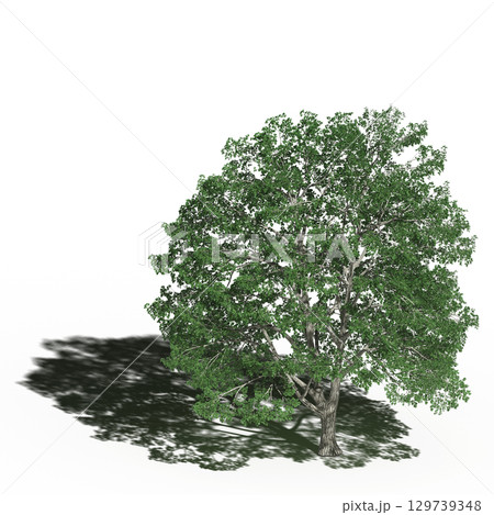 large tree with a shadow under it, isolated on a transparent background, 3D illustration, cg render 129739348