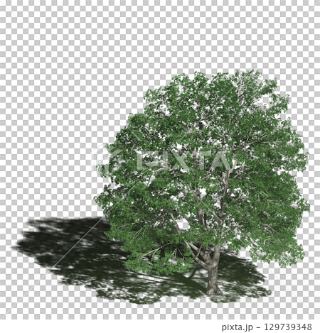 large tree with a shadow under it, isolated on a transparent background, 3D illustration, cg render 129739348