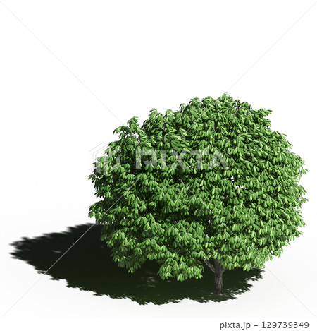 large tree with a shadow under it, isolated on a transparent background, 3D illustration, cg render 129739349