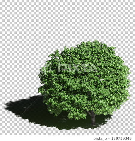 large tree with a shadow under it, isolated on a transparent background, 3D illustration, cg render 129739349