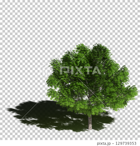 large tree with a shadow under it, isolated on a transparent background, 3D illustration, cg render 129739353