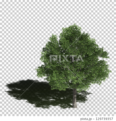 large tree with a shadow under it, isolated on a transparent background, 3D illustration, cg render 129739357