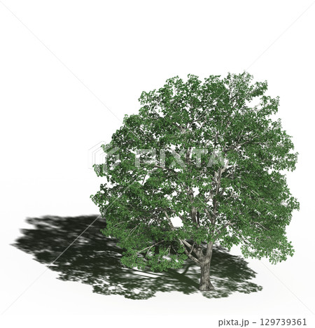 large tree with a shadow under it, isolated on a transparent background, 3D illustration, cg render large tree with a shadow under it, isolated on a transparent background, 3D illustration, cg render 129739361
