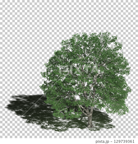 large tree with a shadow under it, isolated on a transparent background, 3D illustration, cg render large tree with a shadow under it, isolated on a transparent background, 3D illustration, cg render 129739361