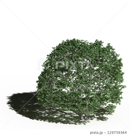 large tree with a shadow under it, isolated on a transparent background, 3D illustration, cg render 129739364
