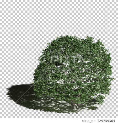 large tree with a shadow under it, isolated on a transparent background, 3D illustration, cg render 129739364