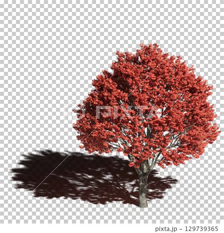 large tree with a shadow under it, isolated on a transparent background, 3D illustration, cg render 129739365