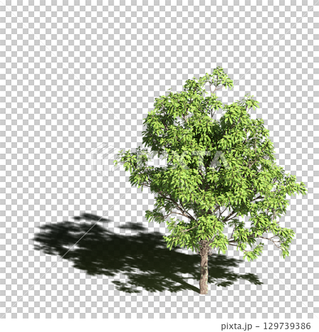 large tree with a shadow under it, isolated on a transparent background, 3D illustration, cg render 129739386