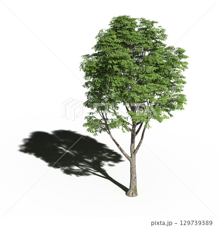 large tree with a shadow under it, isolated on a transparent background, 3D illustration, cg render 129739389