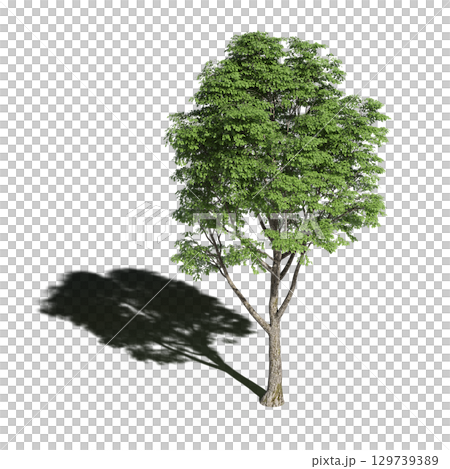 large tree with a shadow under it, isolated on a transparent background, 3D illustration, cg render 129739389