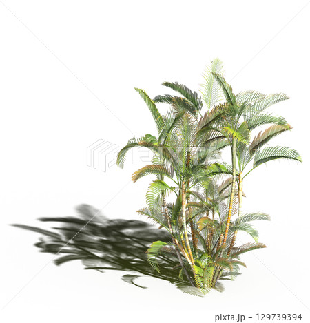 large tree with a shadow under it, isolated on a transparent background, 3D illustration, cg render 129739394