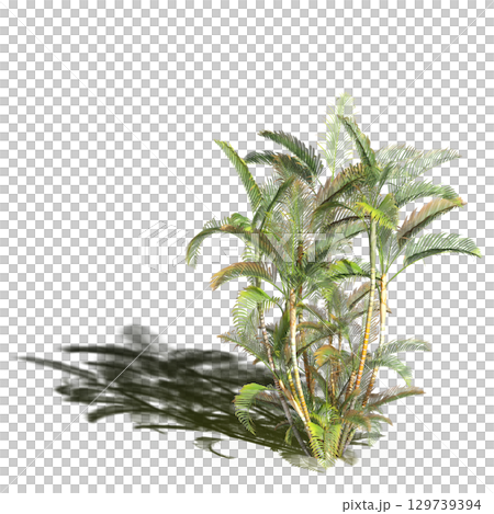 large tree with a shadow under it, isolated on a transparent background, 3D illustration, cg render 129739394