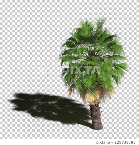 large tree with a shadow under it, isolated on a transparent background, 3D illustration, cg render large tree with a shadow under it, isolated on a transparent background, 3D illustration, cg render 129739395
