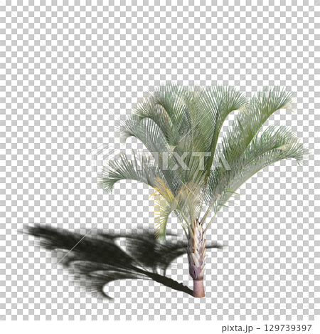 large tree with a shadow under it, isolated on a transparent background, 3D illustration, cg render 129739397