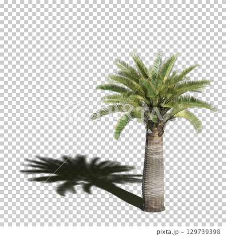 large tree with a shadow under it, isolated on a transparent background, 3D illustration, cg render 129739398