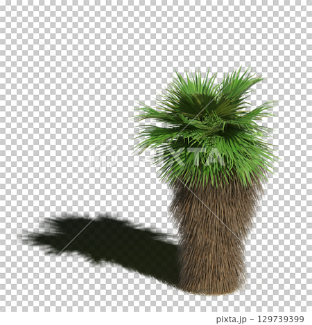 large tree with a shadow under it, isolated on a transparent background, 3D illustration, cg render large tree with a shadow under it, isolated on a transparent background, 3D illustration, cg render 129739399