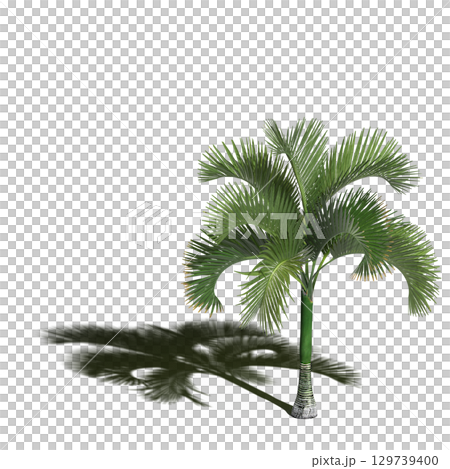 large tree with a shadow under it, isolated on a transparent background, 3D illustration, cg render large tree with a shadow under it, isolated on a transparent background, 3D illustration, cg render 129739400