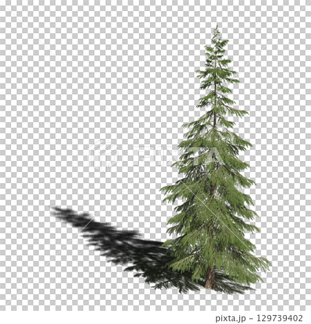 large tree with a shadow under it, isolated on a transparent background, 3D illustration, cg render large tree with a shadow under it, isolated on a transparent background, 3D illustration, cg render 129739402