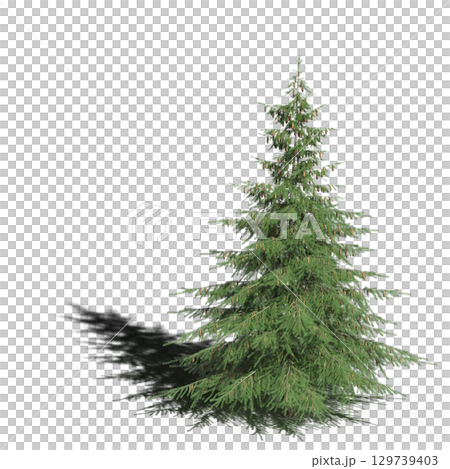 large tree with a shadow under it, isolated on a transparent background, 3D illustration, cg render 129739403