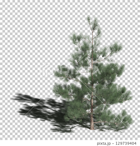 large tree with a shadow under it, isolated on a transparent background, 3D illustration, cg render large tree with a shadow under it, isolated on a transparent background, 3D illustration, cg render 129739404