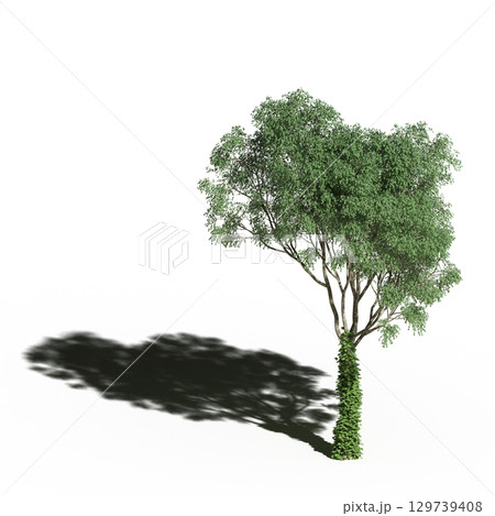 large tree with a shadow under it, isolated on a transparent background, 3D illustration, cg render 129739408