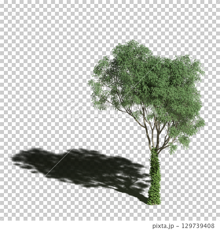 large tree with a shadow under it, isolated on a transparent background, 3D illustration, cg render 129739408