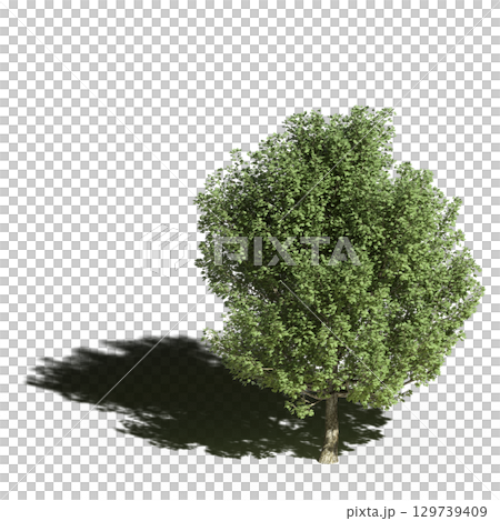large tree with a shadow under it, isolated on a transparent background, 3D illustration, cg render 129739409