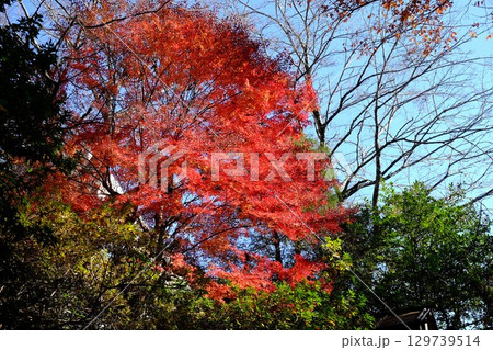青空のもみじ紅葉　【相模原市津久井　12月】 129739514