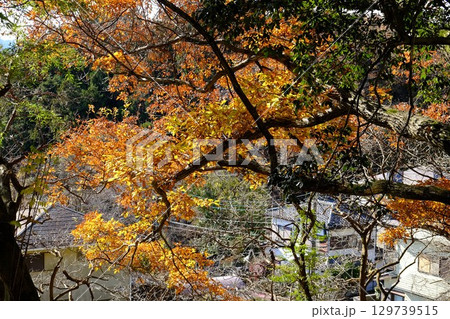 クヌギの枝　黄葉　【相模原市津久井　12月】 129739515
