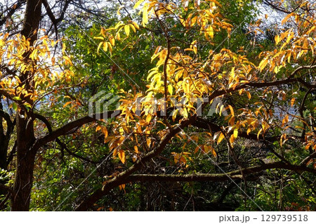 クヌギの黄葉　【相模原市津久井　12月】 129739518