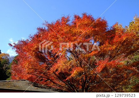青空に映えるもみじ紅葉 【相模原市津久井 12月】 青空に映えるもみじ紅葉 【相模原市津久井 12月】 129739523