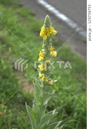 道端に咲く黄色い花 道端に咲く黄色い花 129739755