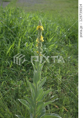 道端に咲く黄色い花 道端に咲く黄色い花 129739814