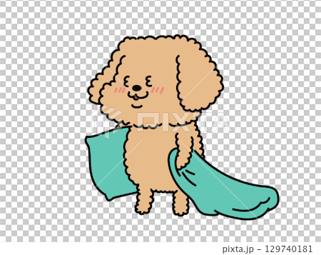 昏昏欲睡的貴賓犬 129740181