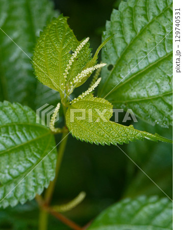イラクサ科の多年生植物 ヤブマオ イラクサ科の多年生植物 ヤブマオ 129740531