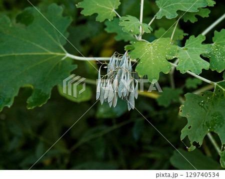 ケシ科 タケニグサの種子 ケシ科 タケニグサの種子 129740534