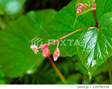 シュウカイドウの花 129740536