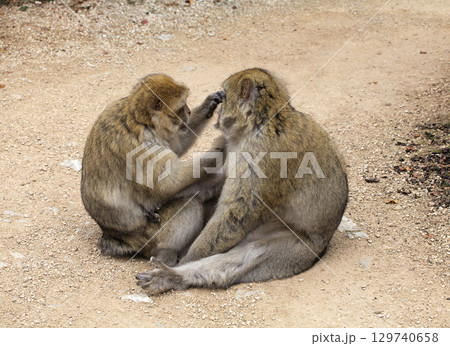 Barbary macaques engage in grooming behavior at Monkey Forest park in France Barbary macaques engage in grooming behavior at Monkey Forest park in France 129740658