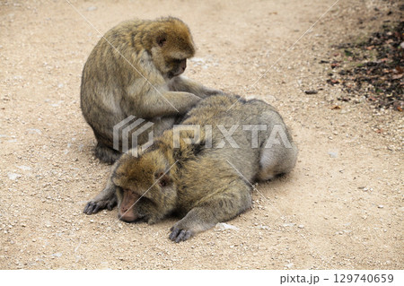 Monkeys grooming each other in Monkey Forest park in France Monkeys grooming each other in Monkey Forest park in France 129740659