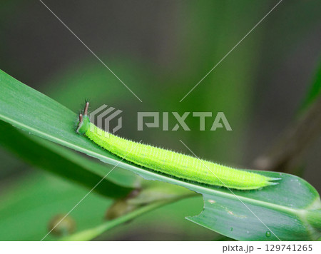 タテハチョウ科クロコノマチョウ終齢幼虫 129741265