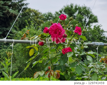 Beautiful Roses In The Garden 129741459