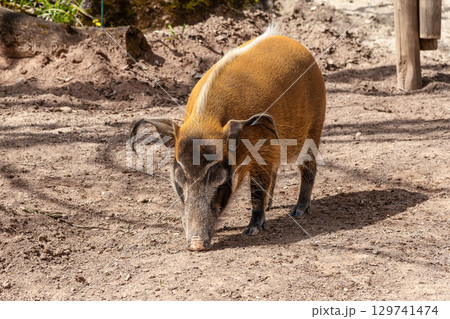 Red river hog, Potamochoerus porcus, also known as the bush pig. 129741474