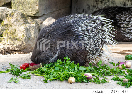 Indian crested Porcupine, Hystrix indica in a german nature park 129741475