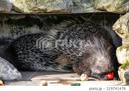 Indian crested Porcupine, Hystrix indica in a german nature park 129741476