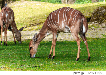 Nyala Antelope - Tragelaphus angasii. Wild life animal. Nyala Antelope - Tragelaphus angasii. Wild life animal. 129741480