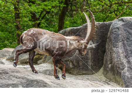 Alpine ibex, Capra ibex is a species of wild goat that lives in the mountains of the European Alps. 129741488